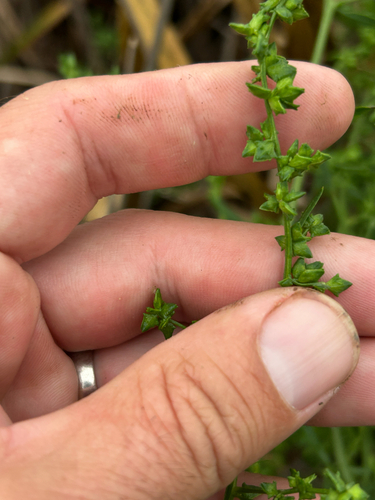 Atriplex patula, photograph 4
