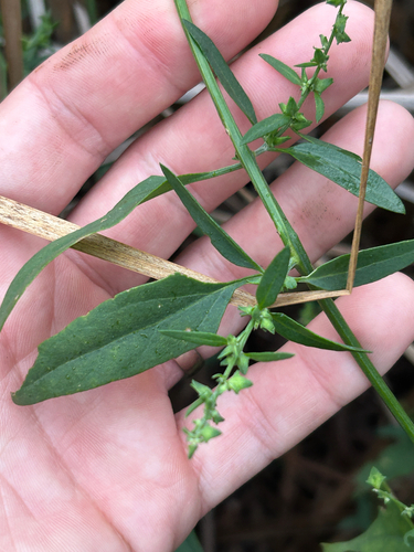 Atriplex patula, photograph 2