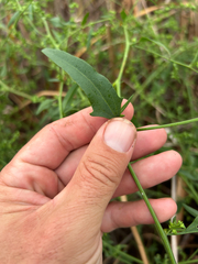 Atriplex patula, photograph author not stated, no rights reserved