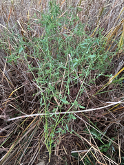 Atriplex patula, photograph author not stated, no rights reserved