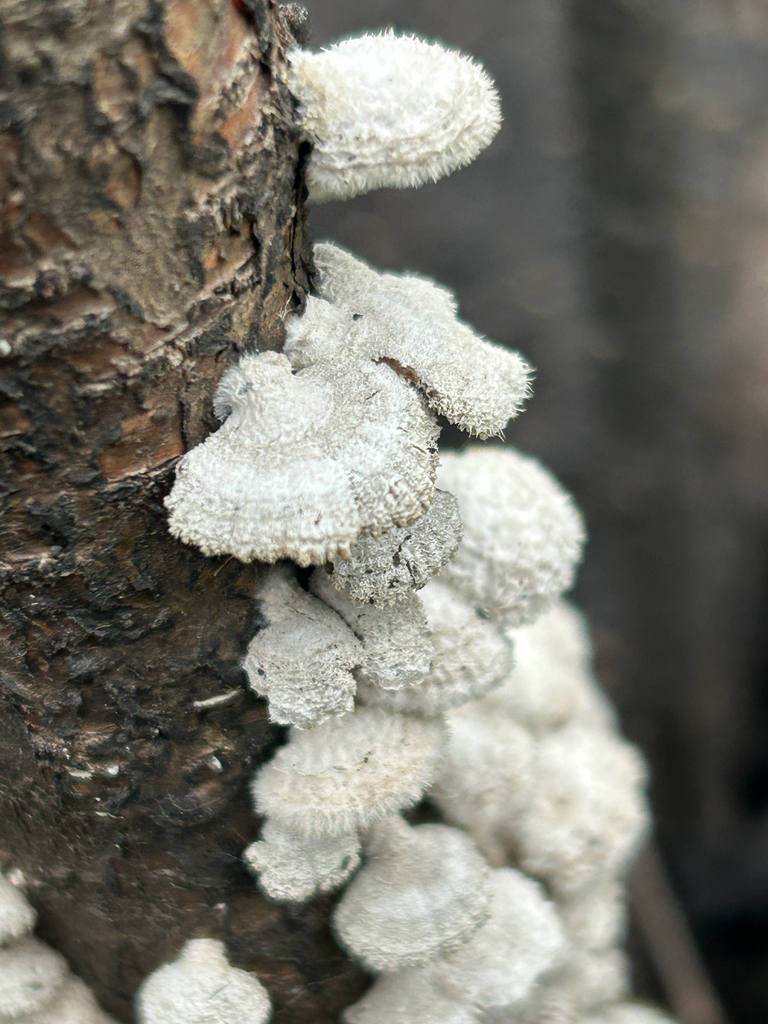 splitgill mushroom · September 2026 · photo: Photo: no rights reserved · iNaturalist