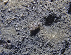 Sepia mestus