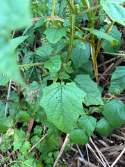 Chenopodiastrum simplex, photograph author not stated, no rights reserved