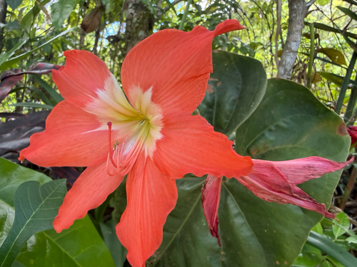 Barbados Lily