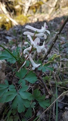 Corydalis paczoskii
