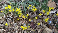 Ceratocephala falcata