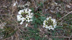 Noccaea macrantha
