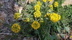 Alyssum calycocarpum