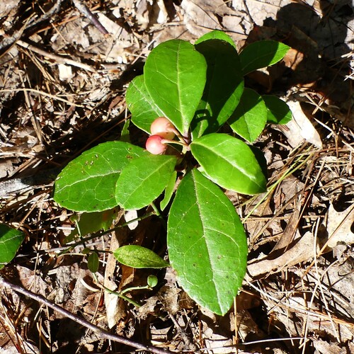 Eastern Teaberry