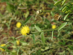 Eucephalus breweri