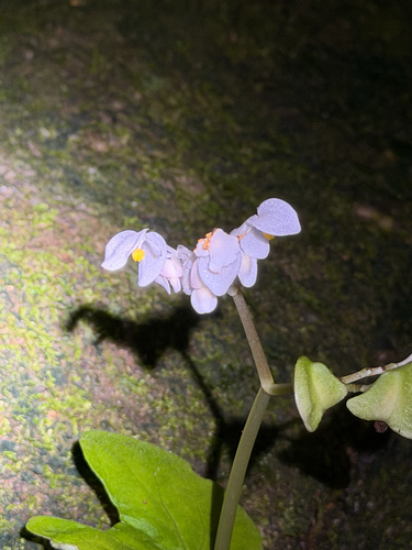 Begonia integrifolia observed 2026-09-25