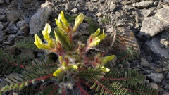 Astragalus utriger