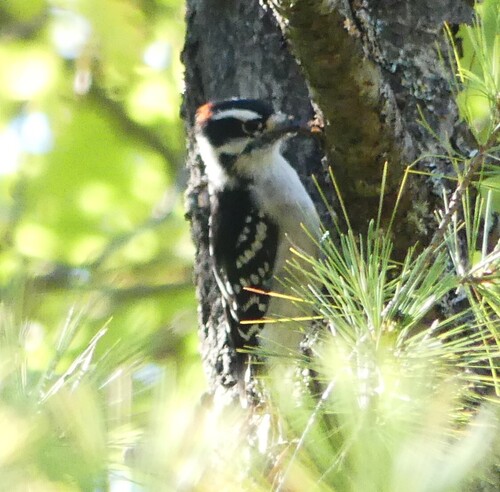 Downy Woodpecker