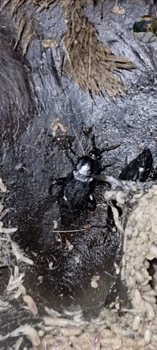 Shore Sexton Beetle