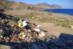 Tulipa biflora