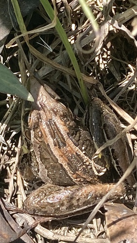 Striped Rocket Frog