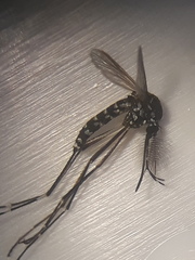 Aedes