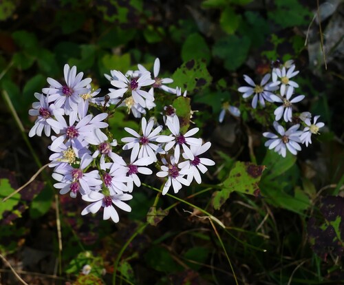 Common Blue Wood Aster