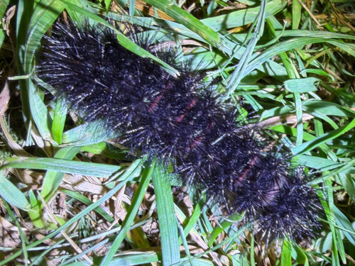Giant Leopard Moth
