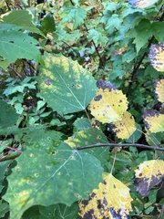 Populus grandidentata