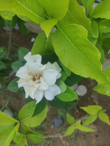 Jasminum sambac observed 2026-09-26