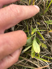Lithospermum canescens, photograph author not stated, no rights reserved