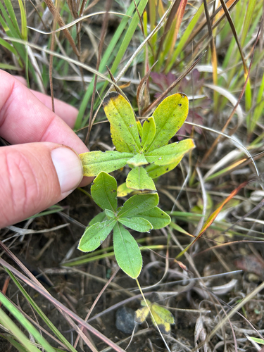 Lithospermum canescens