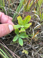Lithospermum canescens