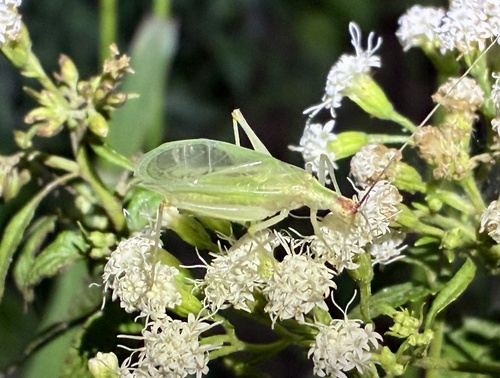 Broad-winged tree cricket