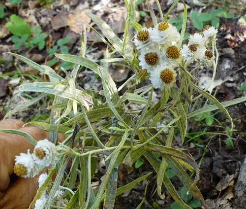 pearly everlasting
