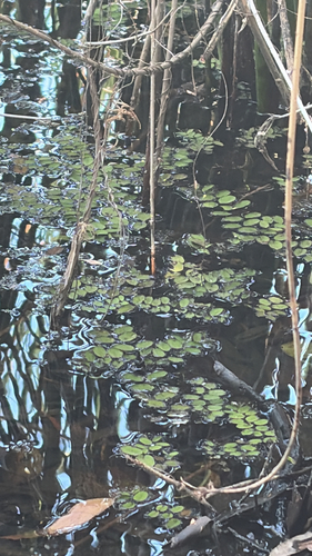 Giant Salvinia