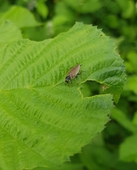 Ectobius lapponicus
