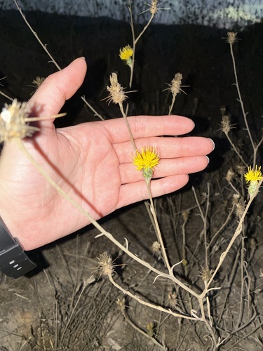 Centaurea solstitialis, photograph 1