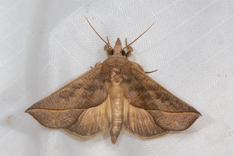Calyptra minuticornis