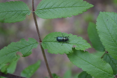 Platycerus