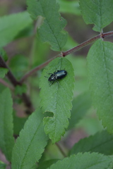 Platycerus
