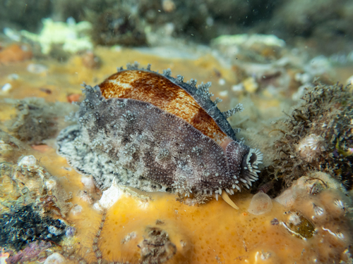 Cypraea caurica observed 2026-09-26