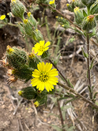 Madia sativa observed 2026-09-19