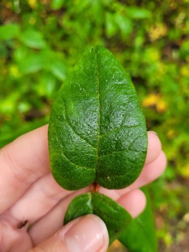 Shepherdia canadensis, photograph 6