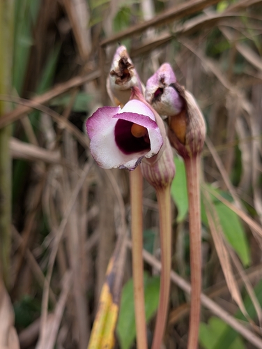 Aeginetia indica