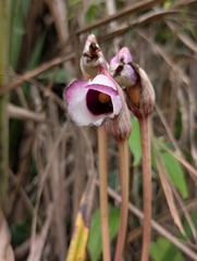(c) Francisca Wu, some rights reserved (CC BY) Aeginetia indica, photograph (c) Francisca Wu, some rights reserved (CC BY)