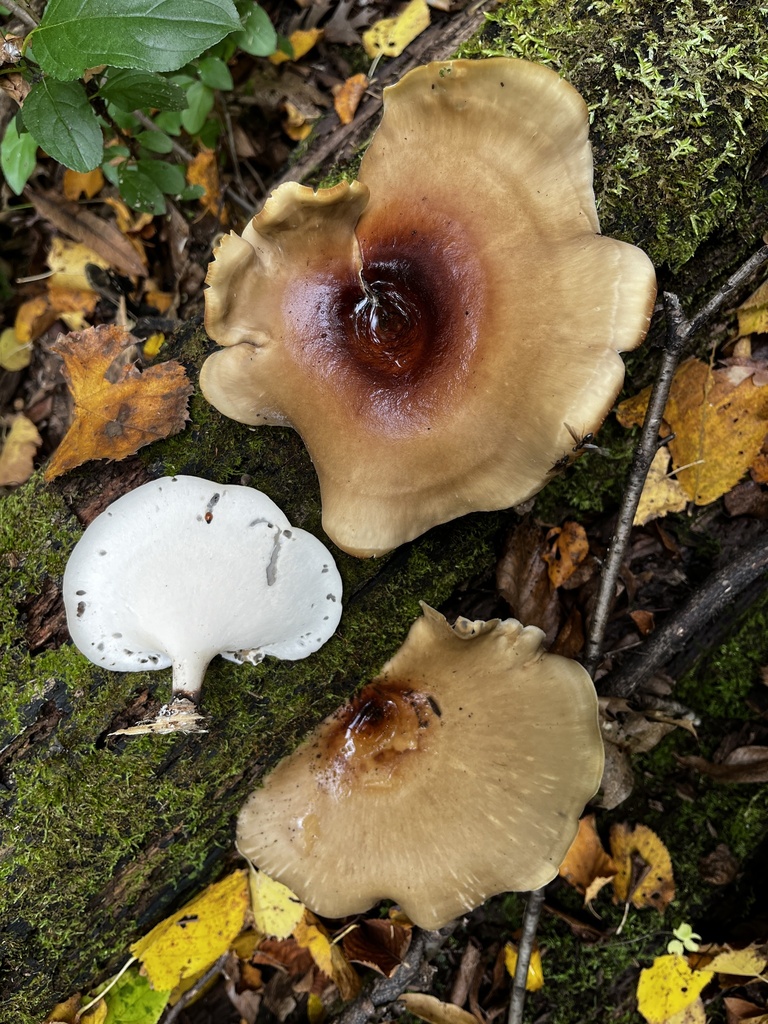 Bay Polypore · September 2026 · photo: Photo: (c) Ross, some rights reserved (CC BY) · iNaturalist