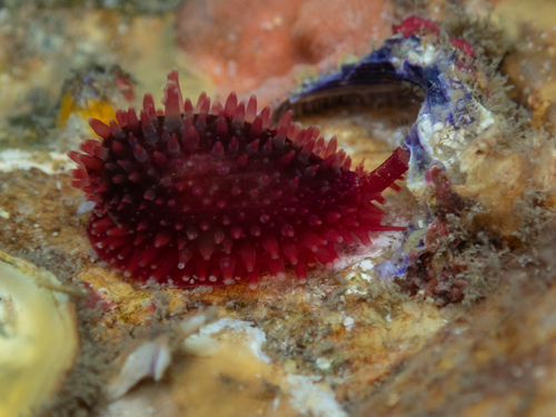 Cypraea helvola observed 2026-09-26