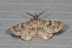 Thallogama corticola