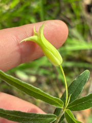 Billardiera mutabilis, photograph (c) Eamonn Culhane, some rights reserved (CC BY)