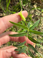 Billardiera mutabilis