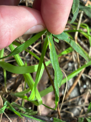 Billardiera mutabilis, photograph (c) Eamonn Culhane, some rights reserved (CC BY)