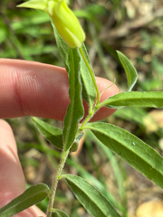 Billardiera mutabilis, photograph (c) Eamonn Culhane, some rights reserved (CC BY)