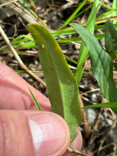 Billardiera mutabilis, photograph 5