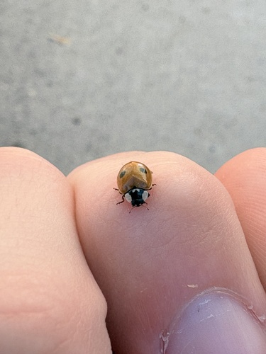 Two-spotted Lady Beetle